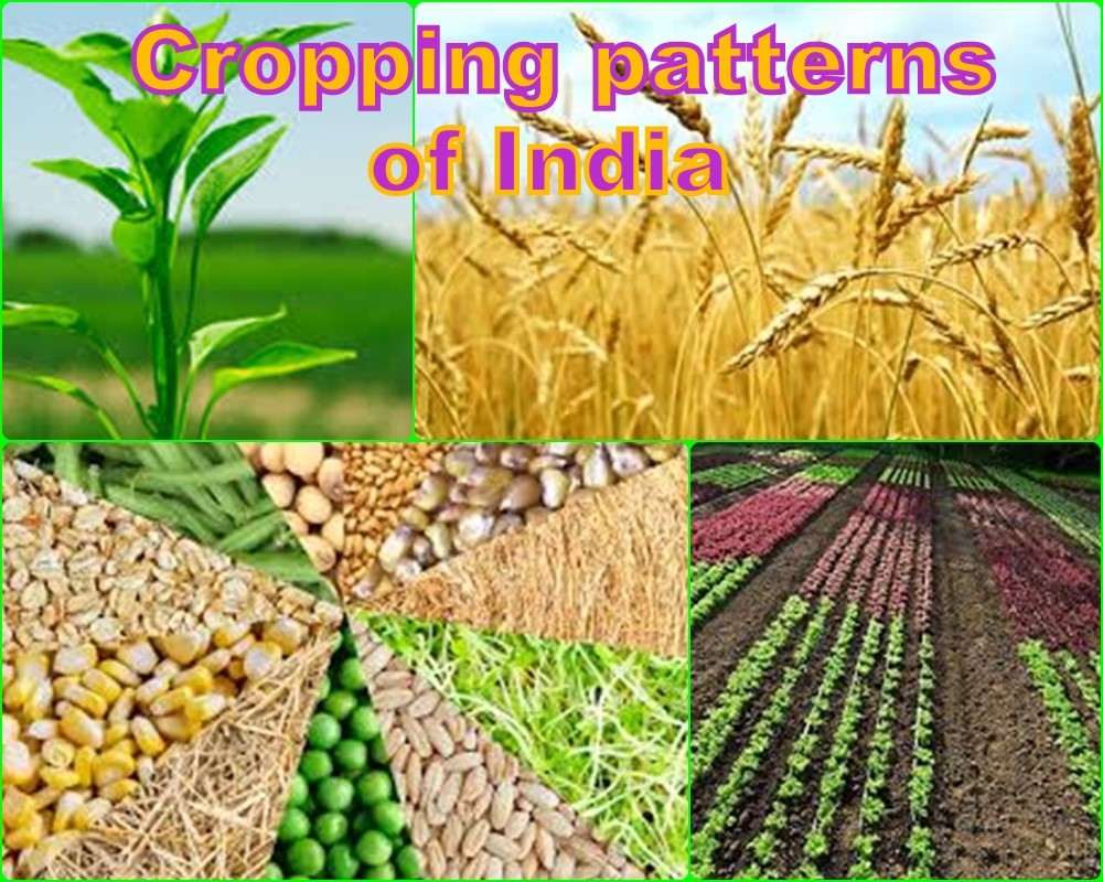 indian-economy-agriculture-cropping-pattern-of-india-mentors4ias